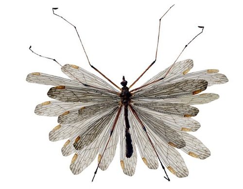 Hamamilla-mosquito. This type of mosquitoes you can find only in Montenegro Hamamilla-mosquito. This type of mosquitoes you can find only in Montenegro