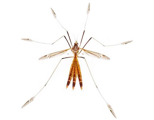 That's an example of the snowflake-mosquito (translation from Serbian). It could be quite dangerous for human, so be careful if you find it in Montenegro- just run away as much as you can. Scanography, 2017 That's an example of the snowflake-mosquito (translation from Serbian). It could be quite dangerous for human, so be careful if you find it in Montenegro- just run away as much as you can. Scanography, 2017