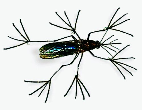 That's an example of the snowflake-mosquito (translation from Serbian). It could be quite dangerous for human, so be careful if you find it in Montenegro. Just run away as much as you can. Scanography, 2017 That's an example of the snowflake-mosquito (translation from Serbian). It could be quite dangerous for human, so be careful if you find it in Montenegro. Just run away as much as you can. Scanography, 2017