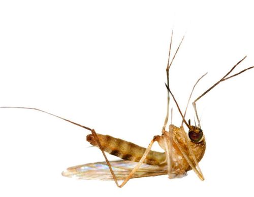 'The Immortal-Mosquito' - the peculiar behavior of this mosquito is that when it attacks victims it pretends to be dead. This type you can find only in Montenegro.Scanography, 2017 'The Immortal-Mosquito' - the peculiar behavior of this mosquito is that when it attacks victims it pretends to be dead. This type you can find only in Montenegro.Scanography, 2017