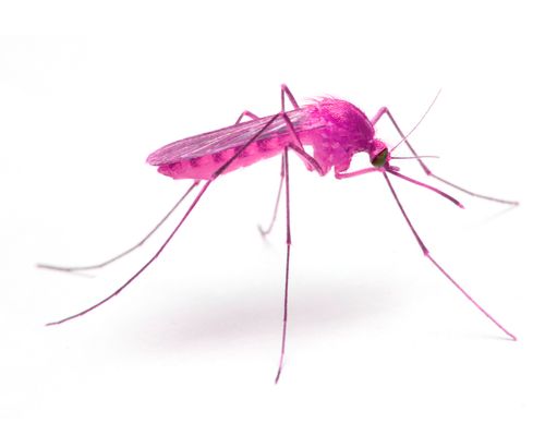Mosquito-Flamingo. This type of mosquitoes you can find only in Montenegro.Scanography, 2017 Mosquito-Flamingo. This type of mosquitoes you can find only in Montenegro.Scanography, 2017