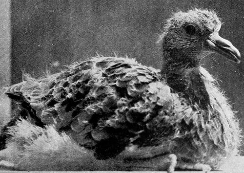 A small pigeon in the laboratory, 1941 A small pigeon in the laboratory, 1941